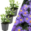 3 Asterpflanzen Aster ageratoides 'Asran'