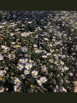 3 Asterpflanzen Aster ageratoides 'Asran'