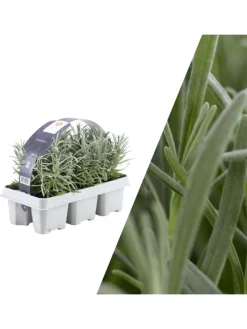 6 blaue Lavendelpflanzen