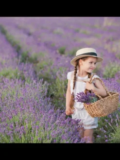 6 blaue Lavendelpflanzen