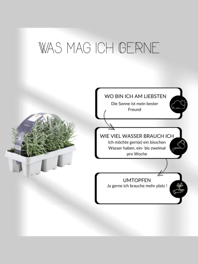 6 blaue Lavendelpflanzen