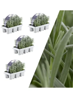 24 blaue Lavendelpflanzen winterhart