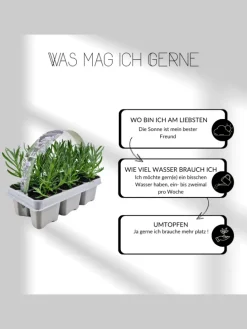 24 blaue Lavendelpflanzen winterhart