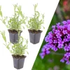 3 Eisenkraut pflanzen Verbena bonariensis