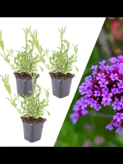 3 Eisenkraut pflanzen Verbena bonariensis