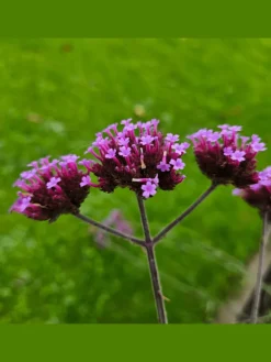 3 Eisenkraut pflanzen Verbena bonariensis