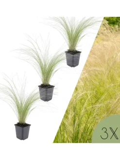 3 Federgras pflanzen Stipa tenuissima 'Ponytails'