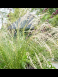 3 Federgras pflanzen Stipa tenuissima 'Ponytails'