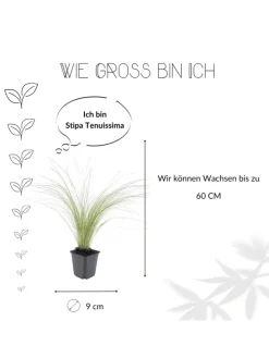 3 Federgras pflanzen Stipa tenuissima 'Ponytails'