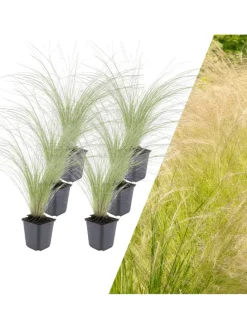 6 Federgraspflanzen Stipa tenuissima 'Ponytails'
