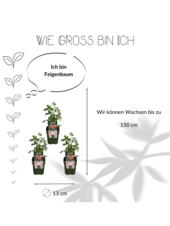 3 Feigenbaum-Pflanzen