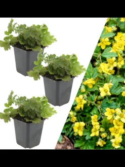 3 Goldbeere pflanzen Waldsteinia ternata