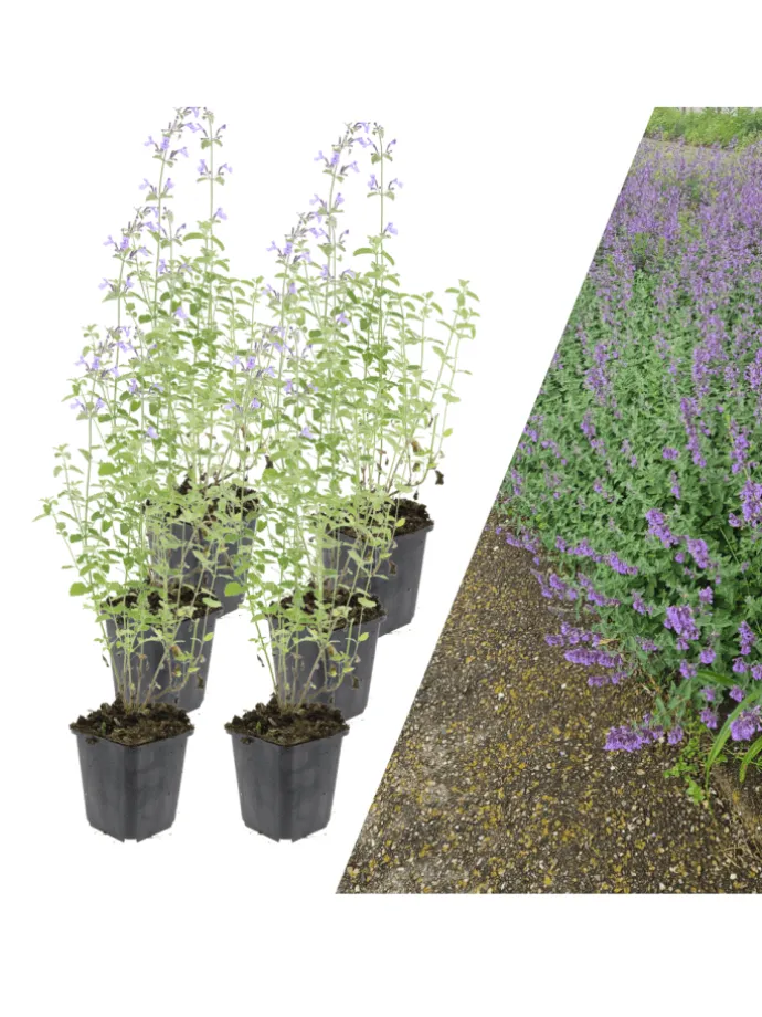 6 Katzenminze-Pflanzen Nepeta 'Walker's Low'