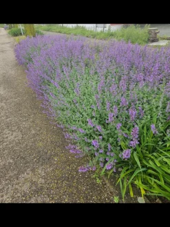 6 Katzenminze-Pflanzen Nepeta 'Walker's Low'