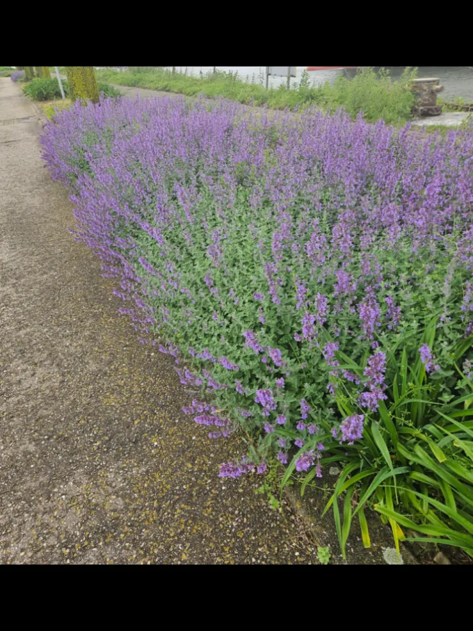 6 Katzenminze-Pflanzen Nepeta 'Walker's Low'