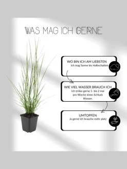 6 Katzenminze-Pflanzen Nepeta 'Walker's Low'