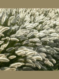 6 Lampengras pflanzen Pennisetum alopecuroides 'Hameln'