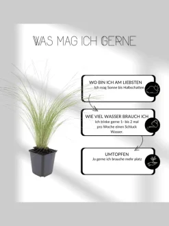 6 Lampengras pflanzen Pennisetum alopecuroides 'Hameln'