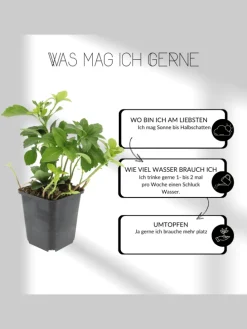 12 Lavendelpflanzen Lavandula angustifolia 'Hidcote'