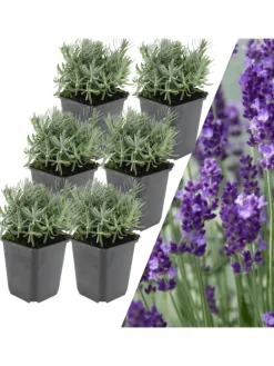 6 Lavendelpflanzen Lavandula angustifolia 'Hidcote'