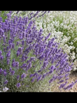 6 Lavendelpflanzen Lavandula angustifolia 'Hidcote'