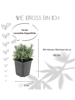 3 Lavendelpflanzen Lavandula angustifolia 'Hidcote'