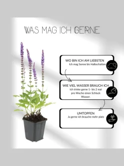 3 Lavendelpflanzen Lavandula angustifolia 'Hidcote'