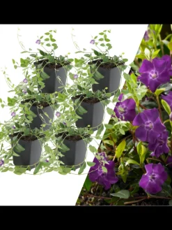 6 Purpur-Immergrün-Pflanzen Vinca minor 'Atropurpurea'