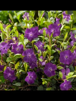 6 Purpur-Immergrün-Pflanzen Vinca minor 'Atropurpurea'