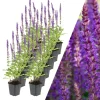 12 Salbei pflanzen Salvia nemorosa 'Ostfriesland'