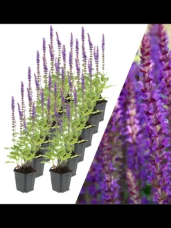 12 Salbei pflanzen Salvia nemorosa 'Ostfriesland'