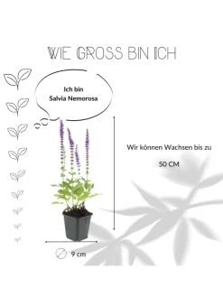 12 Salbei pflanzen Salvia nemorosa 'Ostfriesland'