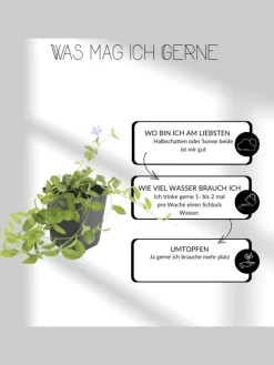 12 Salbei pflanzen Salvia nemorosa 'Ostfriesland'