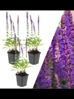 3 Salbei pflanzen Salvia nemorosa 'Ostfriesland'