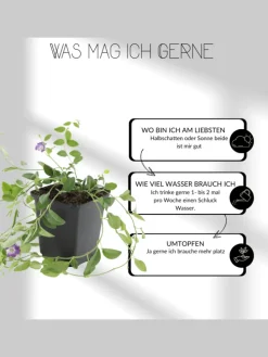 3 Salbei pflanzen Salvia nemorosa 'Ostfriesland'