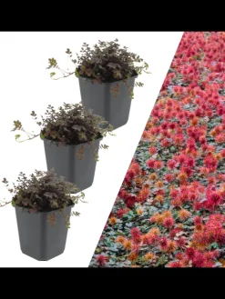 3 Stachelnusspflanzen Acaena microphylla 'Kupferteppich'