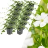 12 Weiße Immergrün pflanzen Vinca minor 'Alba'