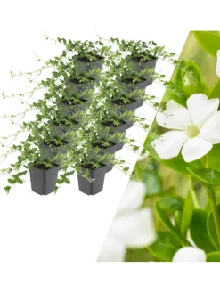 12 Weiße Immergrün pflanzen Vinca minor 'Alba'
