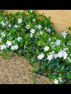 12 Weiße Immergrün pflanzen Vinca minor 'Alba'