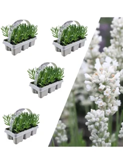 24 weisse Lavendelpflanzen Edelweiss