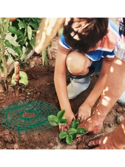 6 x Erdbeerreifer in Grün