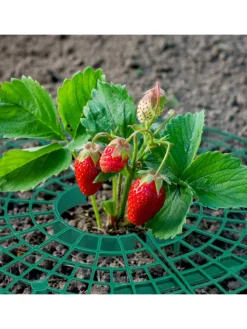 6 x Erdbeerreifer in Grün