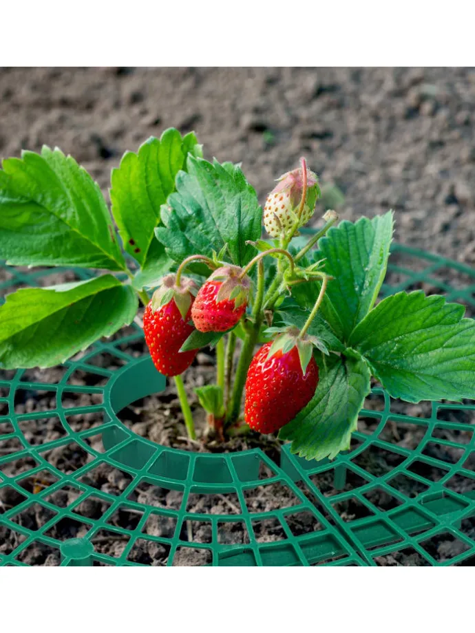 6 x Erdbeerreifer in Grün