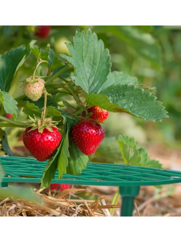 6 x Erdbeerreifer in Grün
