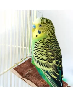 3 x Hängebrücke Nager in Natur - (B)55 x (H)1,5 x (T)10 cm