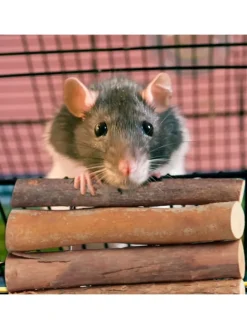 2 x Nagerbrücke in Natur
