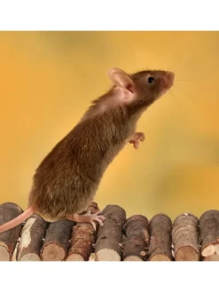 2 x Nagerbrücke in Natur