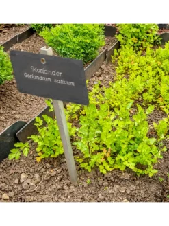 10 x Pflanzenschilder 