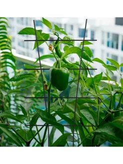 2 x Pflanzenstütze in Schwarz - (B)35 x (H)79 cm