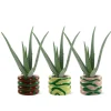 Aloe Vera 42cm im 3er Set im Übertopf